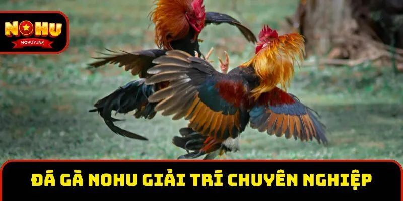 Đá gà tại Nohu giải trí chuyên nghiệp Đá gà tại Nohu giải trí chuyên nghiệp